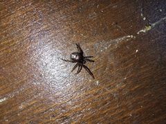 Steatoda paykulliana