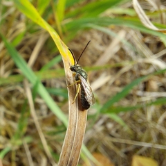 Seladonia