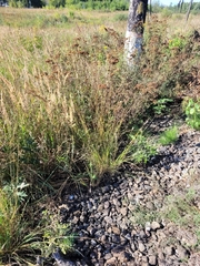 Melica transsilvanica