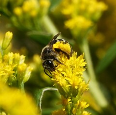 Anthophila