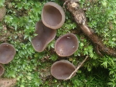 Pezizaceae