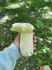 Boletus edulis