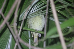 Ptilonorhynchus violaceus