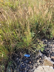 Melica transsilvanica