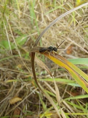 Seladonia