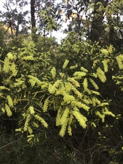 Acacia oxycedrus