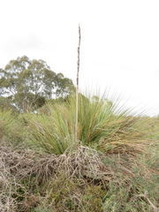 Xanthorrhoea caespitosa