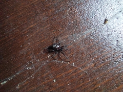 Steatoda paykulliana