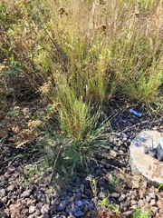 Melica transsilvanica