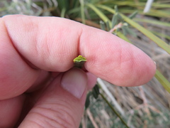 Xanthorrhoea caespitosa