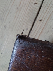 Steatoda paykulliana