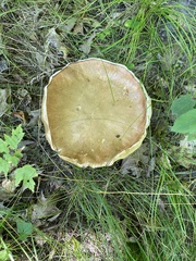 Boletus edulis