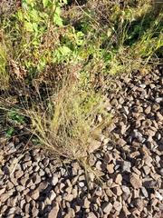 Melica transsilvanica