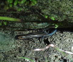 Plestiodon