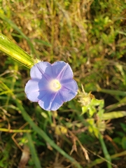 Ipomoea hederacea