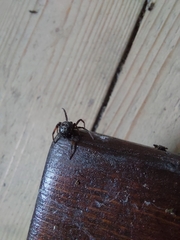 Steatoda paykulliana