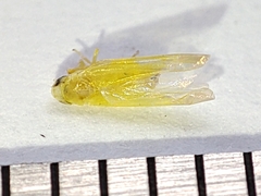 Cicadellidae