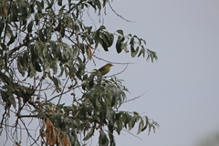 Phylloscopus trochilus