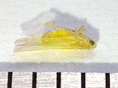 Cicadellidae