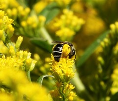 Anthophila