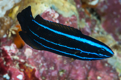 Labropsis polynesica