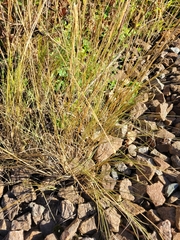 Melica transsilvanica