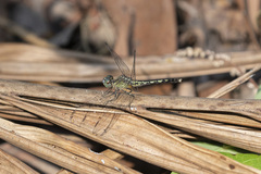 Diplacodes trivialis