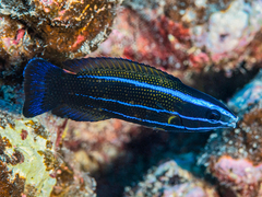 Labropsis polynesica