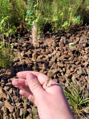 Melica transsilvanica