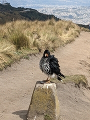 Daptrius carunculatus