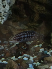 Julidochromis transcriptus
