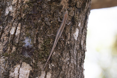 Cryptoblepharus