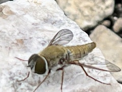 Aphoebantus