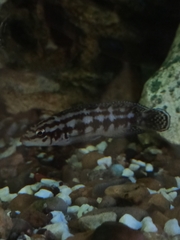 Julidochromis transcriptus