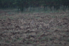 Burhinus oedicnemus