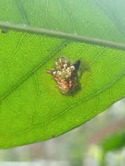 Aspidimorpha elevata