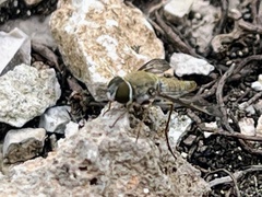 Aphoebantus