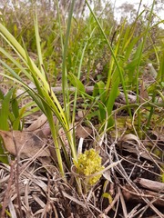 Lomandra densiflora