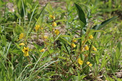Chamaecrista