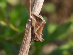 Macdunnoughia confusa