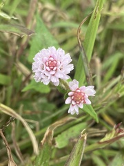 Persicaria capitata