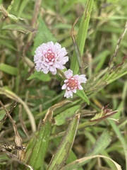 Persicaria capitata