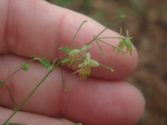 Thalictrum fendleri