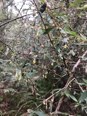 Coprosma quadrifida