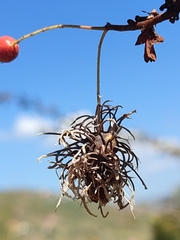 Gymnosporangium clavariiforme