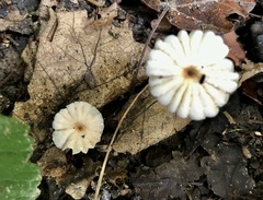 Marasmius rotula