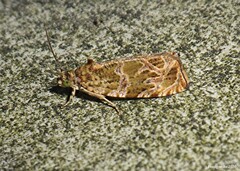 Olethreutes olivaceana