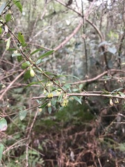 Coprosma quadrifida