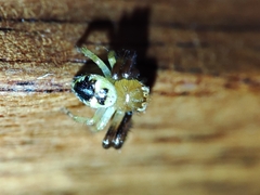 Synema globosum