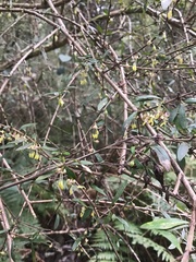 Coprosma quadrifida